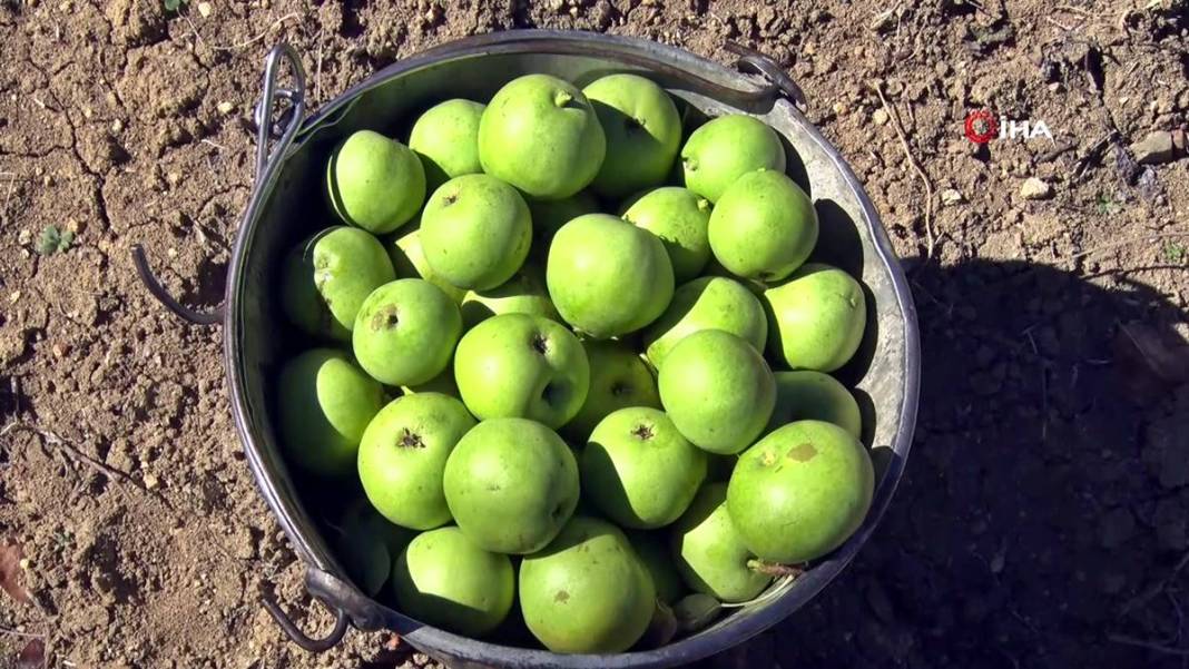 Aylarca depolarda bekletildi: Şimdi tezgahları süsleyecek! Ankara armudunun ilginç yolculuğu şaşırttı 1